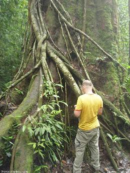 indonesia.2006/big.tree.small.jpg