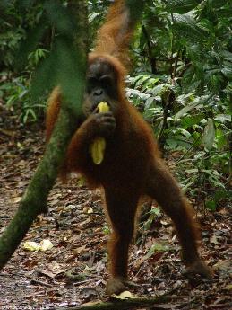 indonesia.2006/orangutan.1.small.jpg