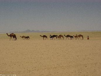 yemen.2007/camels.in.dessert.small.jpg