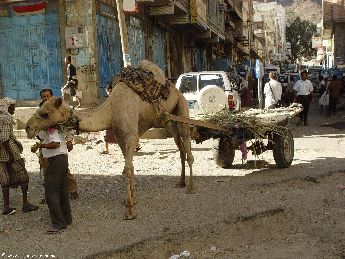yemen.2007/taiz.camel.small.jpg